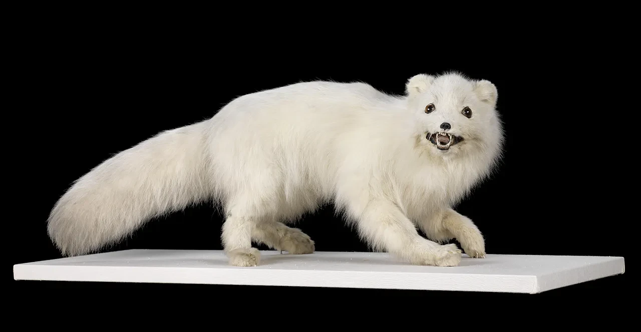 Photo of a taxidermied Arctic fox