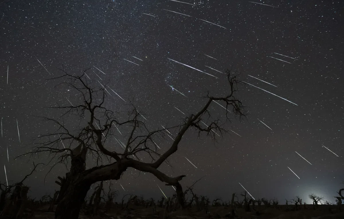 Silhouette of a bare tree at night, with stars trailing across the night sky