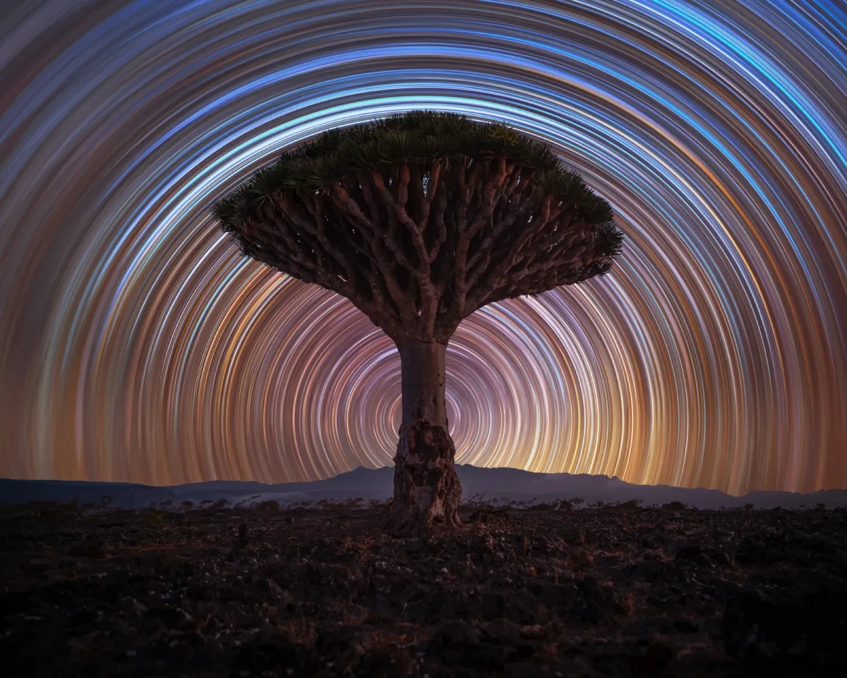 A symmetrical Dragon Blood Tree in front of a circle of star trails.